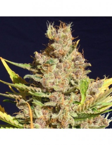 25 UND FEM - ALIEN GORILLA 