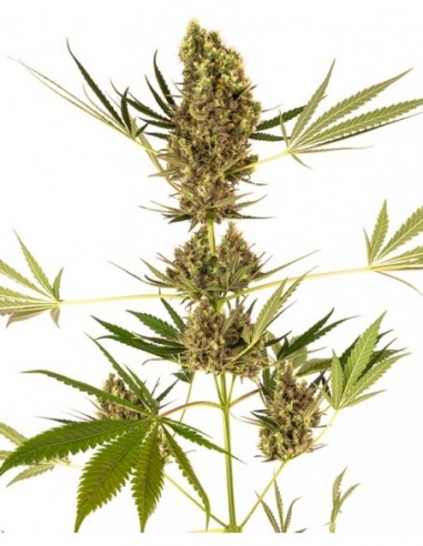 1 UND FEM - ALPINE DELIGHT CBD AUTO  SENSI SEEDS FEMINIZADA 1 UND