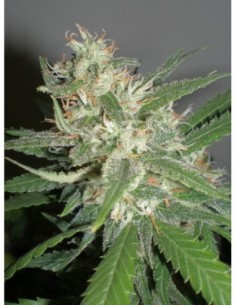 5 UND FEM - AMAZING HAZE 