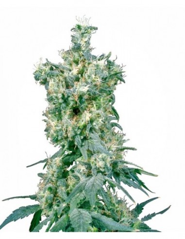 10 UND REG - AMERICAN DREAM® 