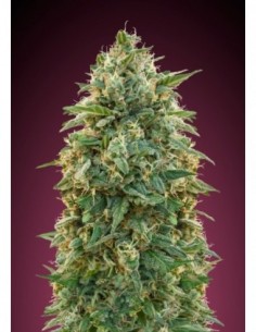 10 UND FEM - AMNESIA * ADVANCED SEEDS 10 UND FEM