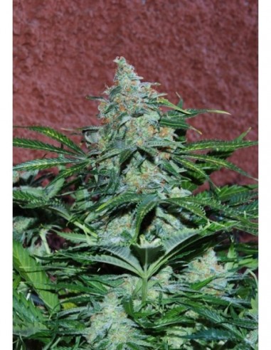 7 UND FEM - AMNESIA RYDER (AUTOFLOWERING C.) 