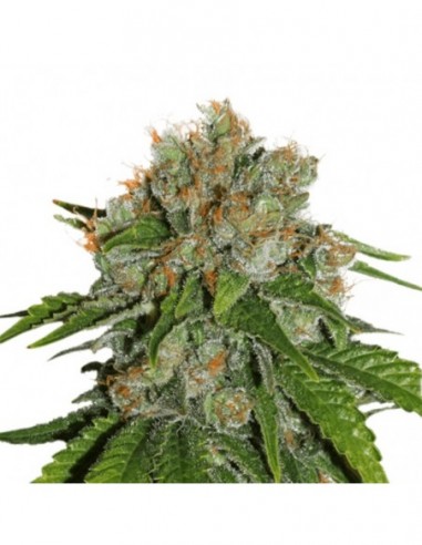 250 UND FEM - AMNESIA AUTO * SEEDSTOCKERS 250 UND FEMINIZADAS