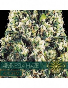 10 UND FEM - AMNESIA HAZE AUTOFLOWERING (ETIQUETA FRANCESA) * VISION SEEDS 10 UND FEMINIZADAS