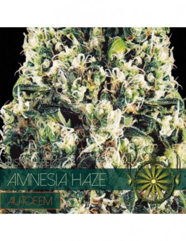 3 UND FEM - AMNESIA HAZE AUTOFLOWERING 