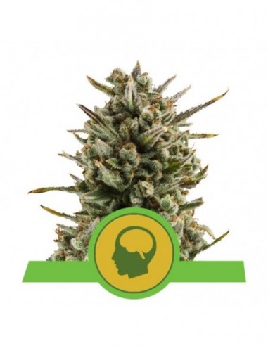 1 UND FEM - AMNESIA HAZE AUTOMATIC 