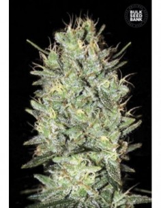 10 UND FEM - AMNESIA HAZE 