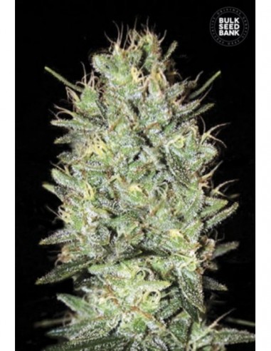 5 UND FEM - AMNESIA HAZE 