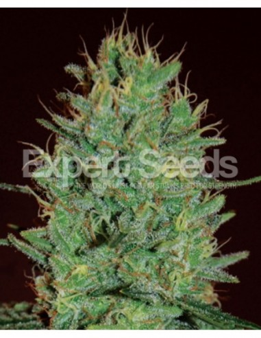 3 UND FEM - AMNESIA HAZE 