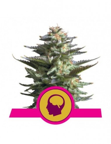 3 UND FEM - AMNESIA HAZE 