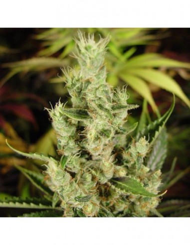 5 UND REG - AMNESIA HAZE  * SOMA SEEDS REGULAR 5 UND