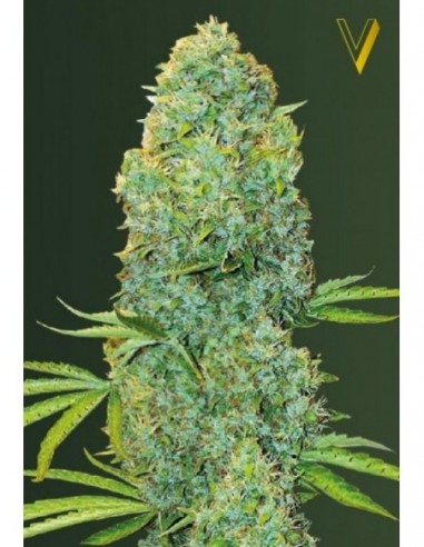 10 UND FEM - AMNESIA HAZE 