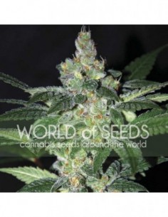 12 UND FEM - AMNESIA (LEGEND COLLECTION) 