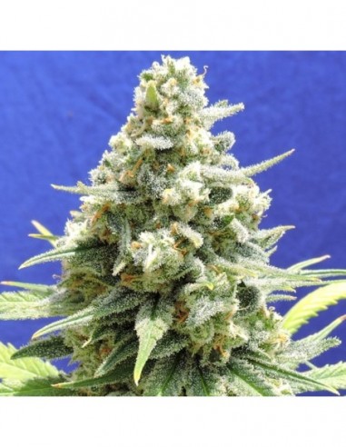5 UND FEM - AMNESIA LEMON KUSH 