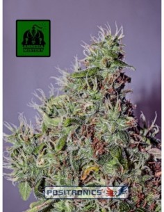 25 UND FEM - AMNESIA MISTERY * POSITRONICS 25 UND FEMINIZADAS