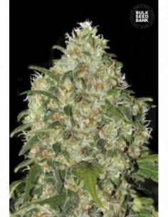 5 UND FEM - AMNESIA PLATINUM 