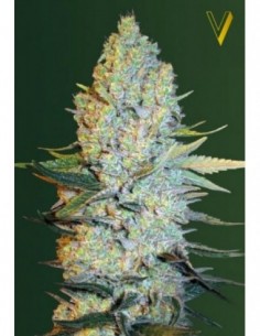 3 UND FEM - AMNESIUM 