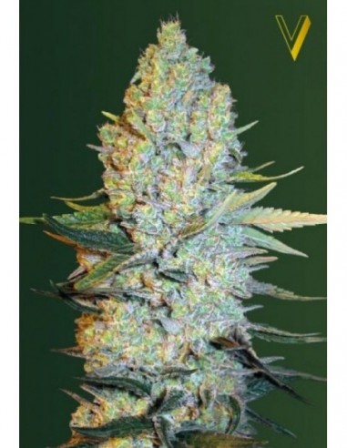 5 UND FEM - AMNESIUM 