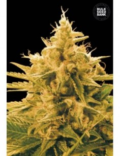 10 UND FEM - ANANAS FUNK 