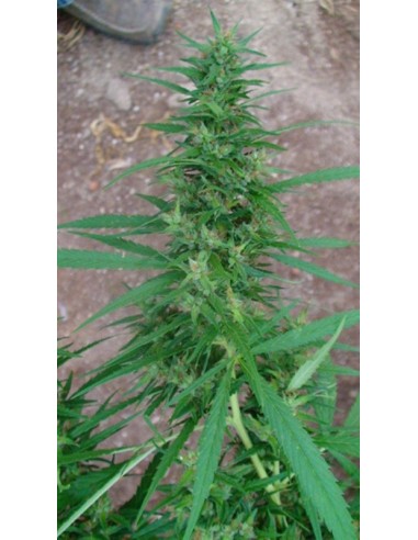 15 UND REG - ANGEL BREATHE (MANGO HAZE X AFGHAN HAZE) 