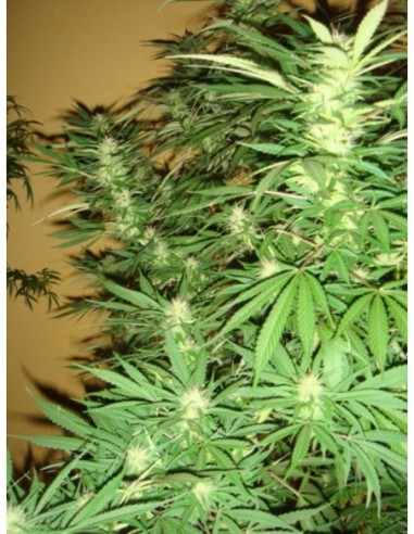 15 UND REG - ANGEL HEART (MANGO HAZE X AFGHAN SKUNK) 