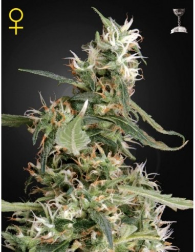 5 UND FEM - ARJAN'S ULTRA HAZE 1 