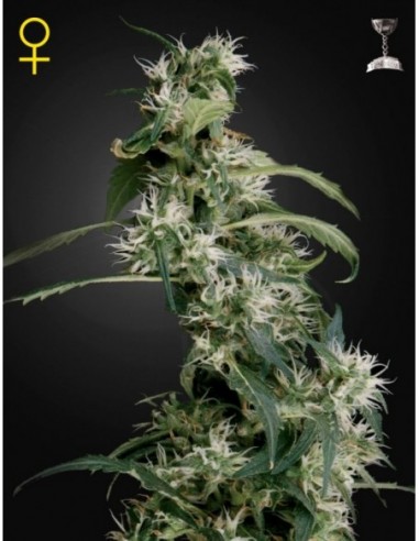 3 UND FEM - MANGO HAZE (AUH2) 