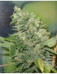 3 UND FEM - ARMAGEDDON 