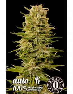 10 UND FEM - AUTO AK 47 