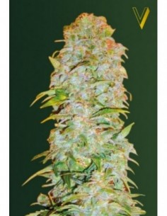 10 UND FEM - AUTO AK-77V 