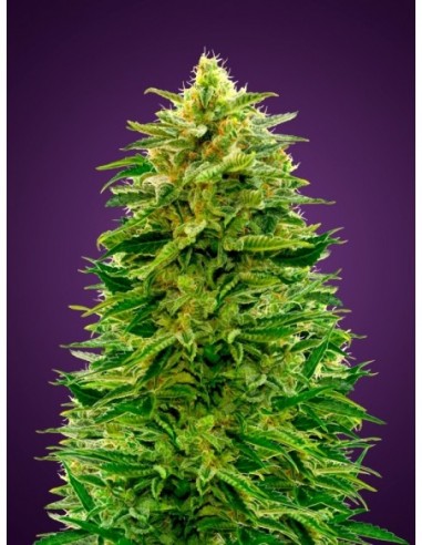 3 UND FEM - AUTO AMNESIA * ADVANCED SEEDS 3 UND FEM