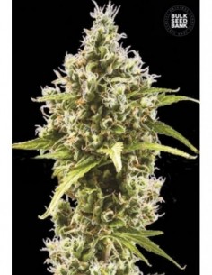 10 UND FEM - AUTO AMNESIA HAZE 