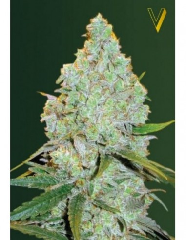 10 UND FEM - AUTO AMNESIA HAZE 