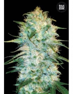 10 UND FEM - AUTO AMNESIA PLATINUM 