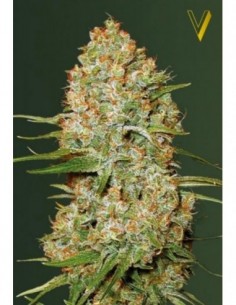 10 UND FEM - AUTO AMNESIUM 