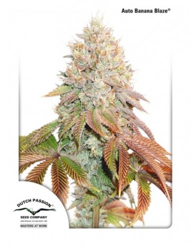 7 UND FEM - AUTO BANANA BLAZE ® 
