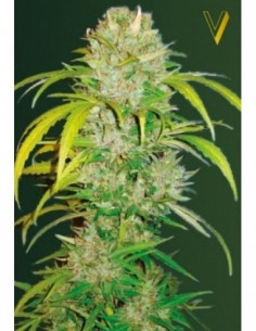 5 UND FEM - AUTO BIG ANGEL 