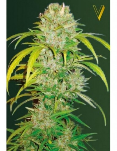 5 UND FEM - AUTO BIG ANGEL 