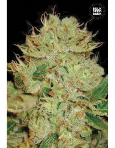 10 UND FEM - AUTO BIGGER BUD 