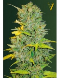 3 UND FEM - AUTO BIGGEST BUD 