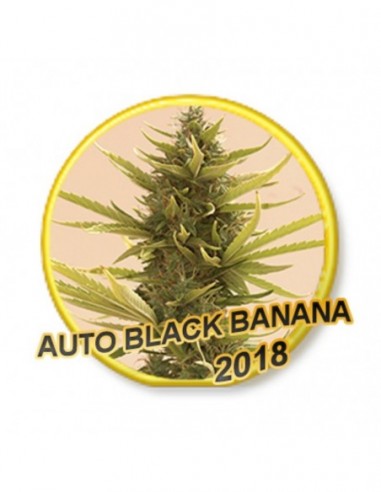 1 UND FEM - AUTO BLACK BANANA 