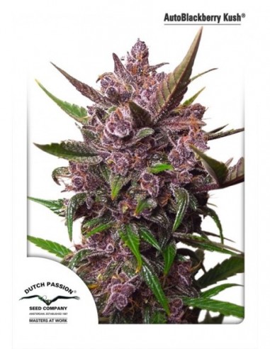 3 UND FEM - AUTO BLACKBERRY KUSH ® 