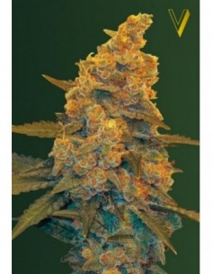 5 UND FEM - AUTO BLOW DREAM 