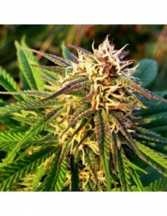 10 UND FEM- AUTO BLUE MYSTIC * NIRVANA 10 UND FEMINIZADAS