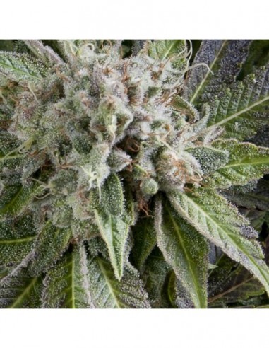 50 UND FEM - AUTO BLUE PYRAMID 