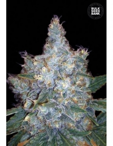 10 UND FEM - AUTO BLUEBERRY BERRY 