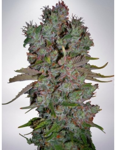 5 UND FEM - AUTO BLUEBERRY DOMINA 
