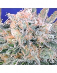 25 UND FEM - AUTO BLUEBERRY GHOST OG 