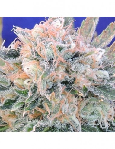 25 UND FEM - AUTO BLUEBERRY GHOST OG 