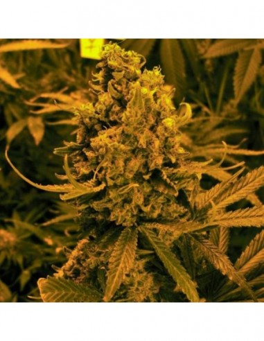 3 UND FEM - AUTO BLUEBERRY KUSH * NIRVANA 3 UND FEMINIZADAS